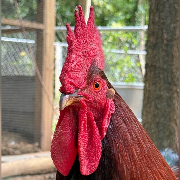 Meet your Posher, Heather - Picture 6 of 9